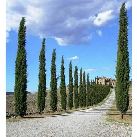 Cipresso Nero "Cupressus Sempervirens Pyramidalis" Pianta In Vaso 26 Cm H. 130/150 Cm 7 Cipresso Nero "Cupressus Sempervirens Pyramidalis" Pianta In Vaso 26 Cm H. 130/150 Cm - immagine 5