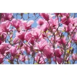 Magnolia Galaxy Pianta In Vaso 16 Cm H. 50/60 Cm -Negozio Piante artificiali economico 9670912 3