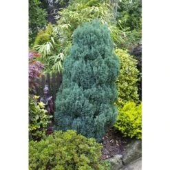 Cipresso Bianco Di Lawson "Chamaecyparis Lawsoniana Ellwoodii" Pianta In Vaso 18 Cm H. 50/60 Cm 7 Cipresso Bianco Di Lawson "Chamaecyparis Lawsoniana Ellwoodii" Pianta In Vaso 18 Cm H. 50/60 Cm -Negozio Piante artificiali economico 9670918 2