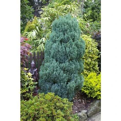 Cipresso Bianco Di Lawson "Chamaecyparis Lawsoniana Ellwoodii" Pianta In Vaso 18 Cm H. 50/60 Cm 4 Cipresso Bianco Di Lawson "Chamaecyparis Lawsoniana Ellwoodii" Pianta In Vaso 18 Cm H. 50/60 Cm - immagine 2