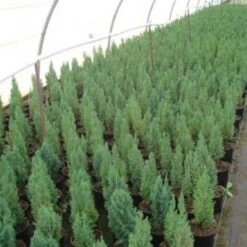 Cipresso Bianco Di Lawson "Chamaecyparis Lawsoniana Ellwoodii" Pianta In Vaso 18 Cm H. 50/60 Cm 8 Cipresso Bianco Di Lawson "Chamaecyparis Lawsoniana Ellwoodii" Pianta In Vaso 18 Cm H. 50/60 Cm -Negozio Piante artificiali economico 9670918 3