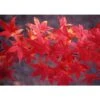 Acero Rosso Giapponese "Acer Palmatum Momiji" Pianta In Vaso H. 30/40 Cm -Negozio Piante artificiali economico 9670919 1