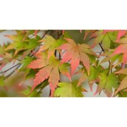 Acero Rosso Giapponese "Acer Palmatum Momiji" Pianta In Vaso H. 30/40 Cm -Negozio Piante artificiali economico 9670919 3