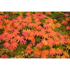 Acero Rosso Giapponese "Acer Palmatum Momiji" Pianta In Vaso H. 30/40 Cm -Negozio Piante artificiali economico 9670919 4