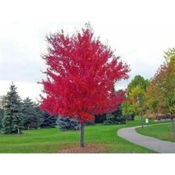 Acero Rosso Giapponese "Acer Palmatum Momiji" Pianta In Vaso H. 30/40 Cm -Negozio Piante artificiali economico 9670919 5