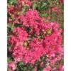 Lagerstroemia Indica Rossa "Caroline Beauty" Pianta In Vaso 13 Cm -Negozio Piante artificiali economico 9670921 1