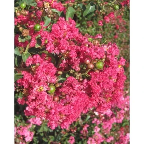 Lagerstroemia Indica Rossa "Caroline Beauty" Pianta In Vaso 13 Cm 3 Lagerstroemia Indica Rossa "Caroline Beauty" Pianta In Vaso 13 Cm