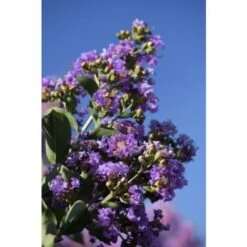 Lagerstroemia Indica Viola "Powhatan" Pianta In Vaso 13 Cm -Negozio Piante artificiali economico 9670922 5