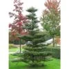 Abete Di Corea "Abies Koreana" Pianta In Vaso 18 Cm H. 30/40 Cm -Negozio Piante artificiali economico 9670939 1