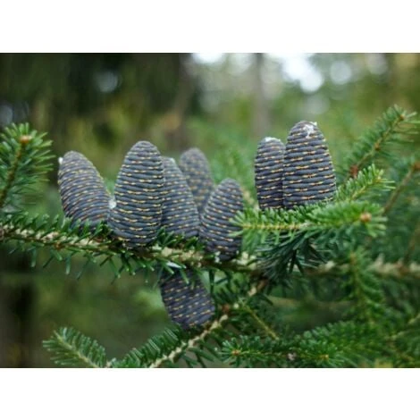 Abete Di Corea "Abies Koreana" Pianta In Vaso 18 Cm H. 30/40 Cm 4 Abete Di Corea "Abies Koreana" Pianta In Vaso 18 Cm H. 30/40 Cm - immagine 2