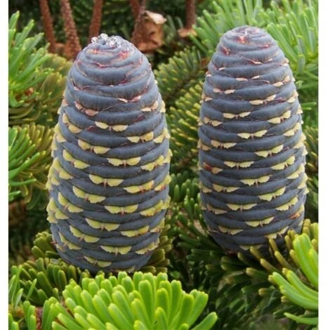 Abete Di Corea "Abies Koreana" Pianta In Vaso 18 Cm H. 30/40 Cm 6 Abete Di Corea "Abies Koreana" Pianta In Vaso 18 Cm H. 30/40 Cm - immagine 4