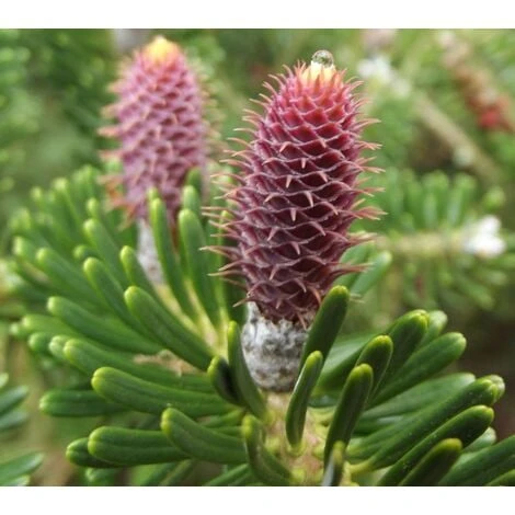 Abete Di Corea "Abies Koreana" Pianta In Vaso 18 Cm H. 30/40 Cm 7 Abete Di Corea "Abies Koreana" Pianta In Vaso 18 Cm H. 30/40 Cm - immagine 5