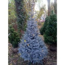 Abete Argentato Pino Blu "Picea Pungens Glauca Blue Diamond" Pianta In Vaso 18 Cm H. 50/60 Cm -Negozio Piante artificiali economico 9670971 3