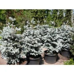 Abete Argentato Pino Blu "Picea Pungens Glauca Blue Diamond" Pianta In Vaso 18 Cm H. 50/60 Cm -Negozio Piante artificiali economico 9670971 4