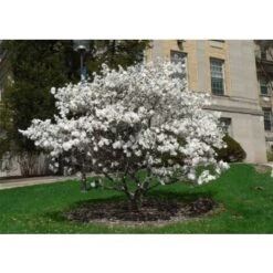 Magnolia Stellata Pianta In Vaso 19 Cm H. 100/120 Cm