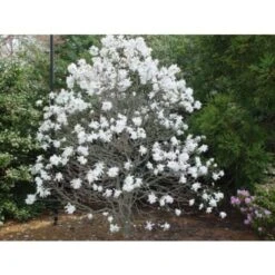 Magnolia Stellata Pianta In Vaso 19 Cm H. 100/120 Cm -Negozio Piante artificiali economico 9670980 3
