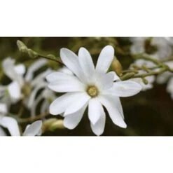 Magnolia Stellata Pianta In Vaso 19 Cm H. 100/120 Cm -Negozio Piante artificiali economico 9670980 4