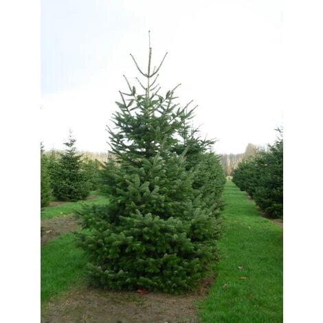 Abete Del Caucaso "Abies Nordmanniana" Pianta In Vaso H. 20/30 Cm 3 Abete Del Caucaso "Abies Nordmanniana" Pianta In Vaso H. 20/30 Cm