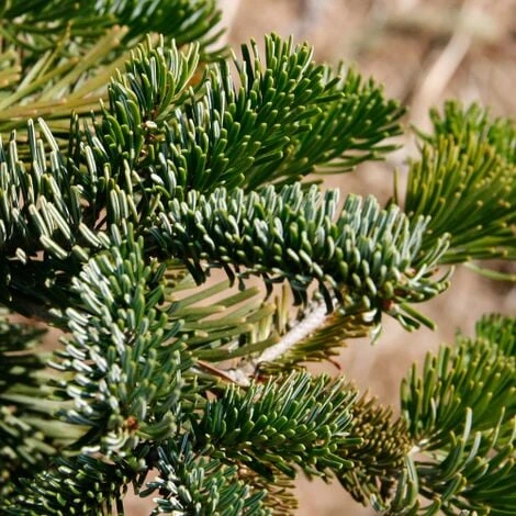 Abete Del Caucaso "Abies Nordmanniana" Pianta In Vaso H. 20/30 Cm 4 Abete Del Caucaso "Abies Nordmanniana" Pianta In Vaso H. 20/30 Cm - immagine 2