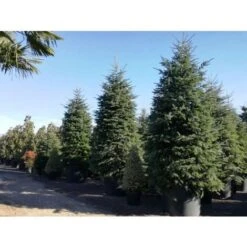 Abete Del Caucaso "Abies Nordmanniana" Pianta In Vaso H. 20/30 Cm 9 Abete Del Caucaso "Abies Nordmanniana" Pianta In Vaso H. 20/30 Cm -Negozio Piante artificiali economico 9670987 3