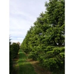 Abete Del Caucaso "Abies Nordmanniana" Pianta In Vaso H. 20/30 Cm 11 Abete Del Caucaso "Abies Nordmanniana" Pianta In Vaso H. 20/30 Cm -Negozio Piante artificiali economico 9670987 5