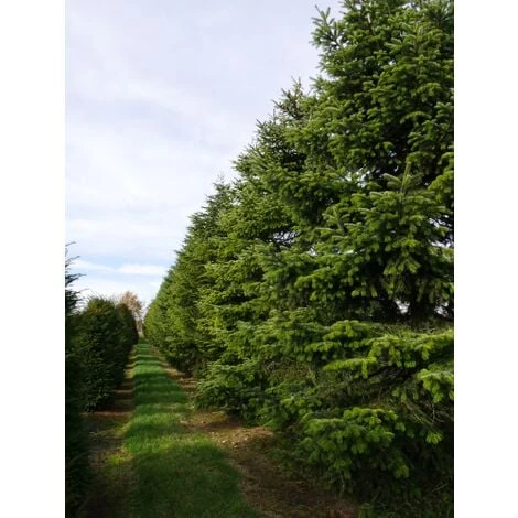 Abete Del Caucaso "Abies Nordmanniana" Pianta In Vaso H. 20/30 Cm 7 Abete Del Caucaso "Abies Nordmanniana" Pianta In Vaso H. 20/30 Cm - immagine 5