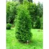 Thuja Occidentalis "Brabant" Pianta In Vaso 11 Cm H. 40/60 Cm 2 Thuja Occidentalis "Brabant" Pianta In Vaso 11 Cm H. 40/60 Cm -Negozio Piante artificiali economico 9670990 1