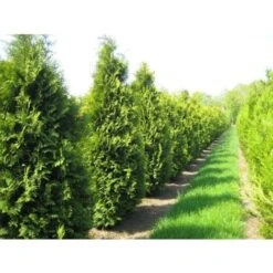 Thuja Occidentalis "Brabant" Pianta In Vaso 11 Cm H. 40/60 Cm -Negozio Piante artificiali economico 9670990 3