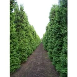 Thuja Occidentalis "Brabant" Pianta In Vaso 11 Cm H. 40/60 Cm -Negozio Piante artificiali economico 9670990 5