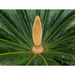 Cicas "Cycas Revoluta" Palma Pianta In Vaso 25 Cm -Negozio Piante artificiali economico 98530466 4