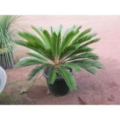 Cicas "Cycas Revoluta" Palma Pianta In Vaso 25 Cm -Negozio Piante artificiali economico 98530466 5