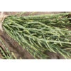 Salicornia O Asparago Di Mare - 1 Pianta V.14 Cm - Orto Mio -Negozio Piante artificiali economico 98738373 1